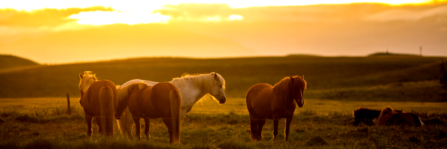 Pferde Sonnenaufgang Pferdegestütztes Coaching