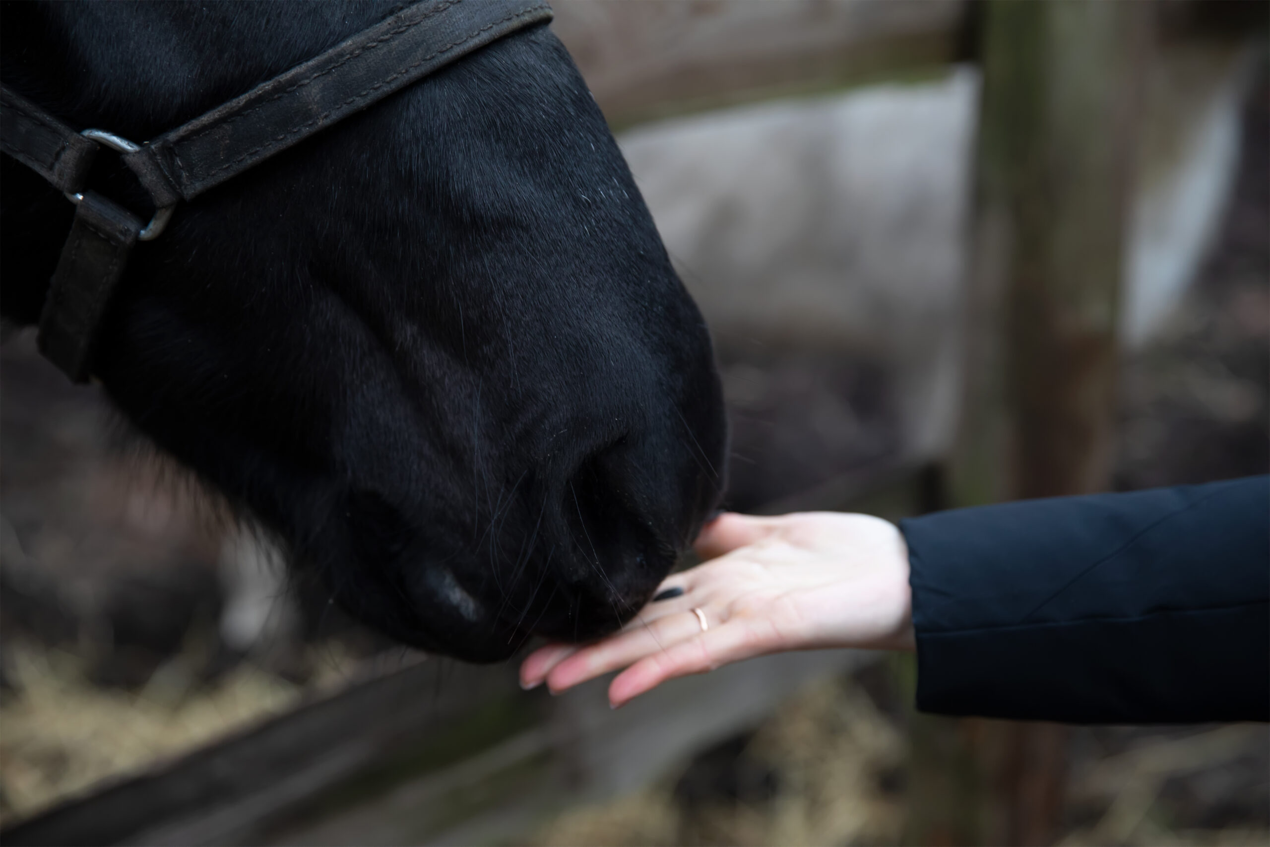 Black,Horse,On,The,Farm.,Summer,Spring,Atmosphere.,Country,Farm. Trauerbegleitung